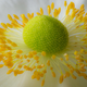 Illustration for article titled 58 Giant Close-Ups Of Plants